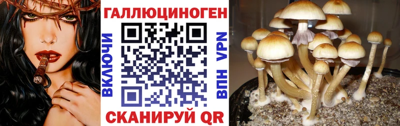 Псилоцибиновые грибы GOLDEN TEACHER  Купить  Лобня 